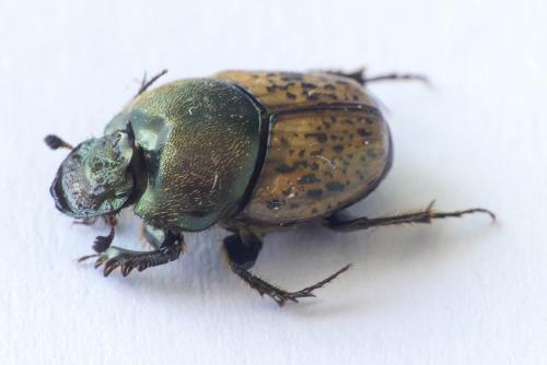 Réf. 253 201 : Onthophagus vacca